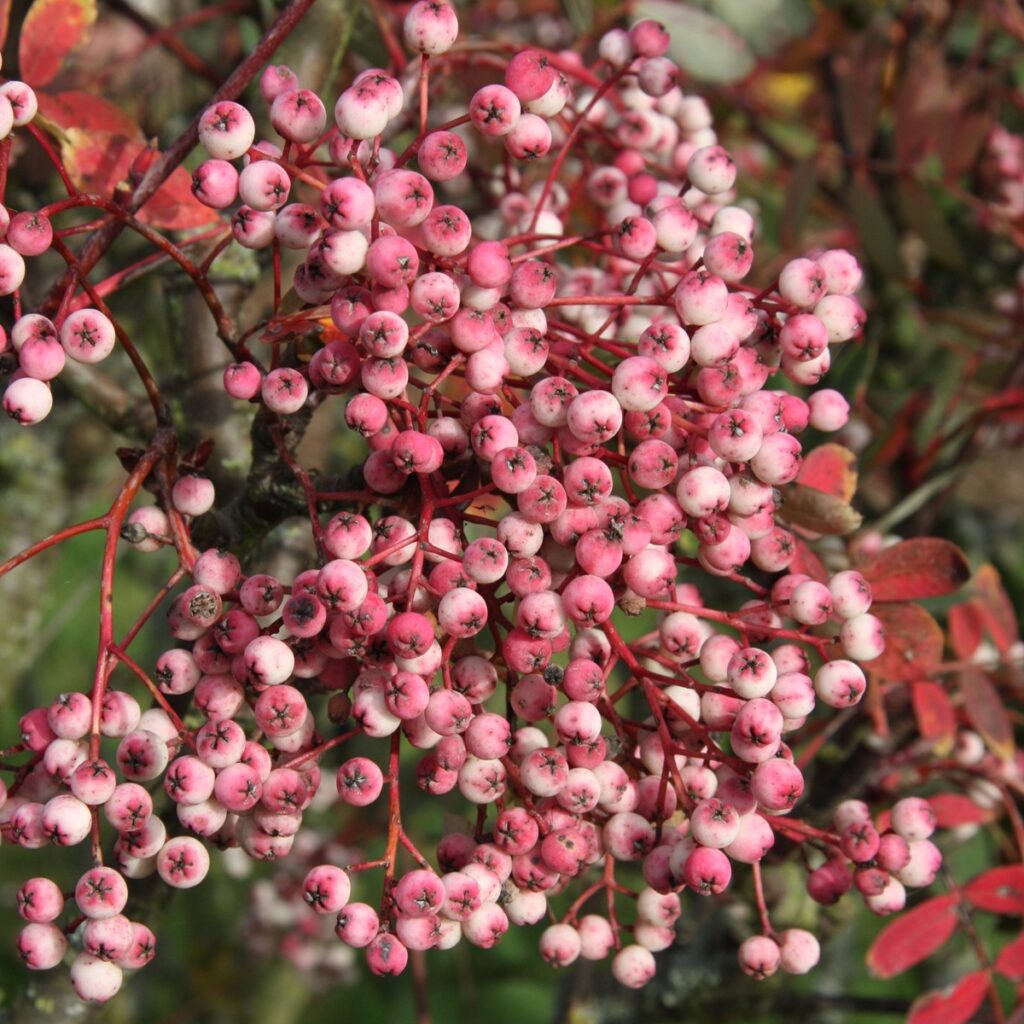 Sorbus pseudohupehensis ‘Pink Pagoda’ Rowan Tree 5038838005565 2